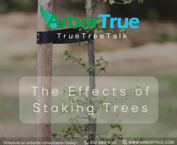 The Effects of Staking Trees