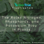 The Roles Nitrogen, Phosphorus, and Potassium Play in Plants