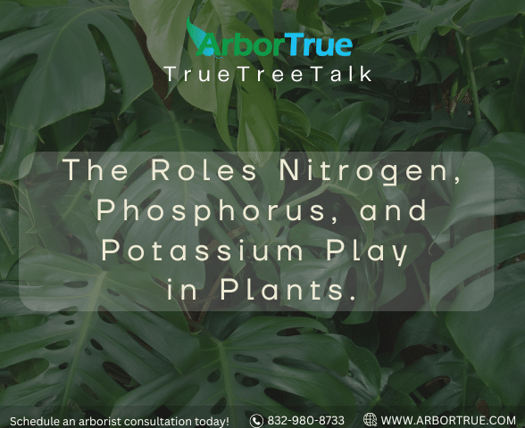 The Roles Nitrogen, Phosphorus, and Potassium Play in Plants