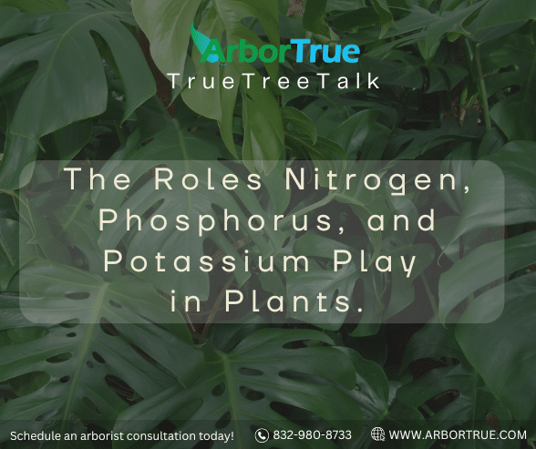 The Roles Nitrogen, Phosphorus, and Potassium Play in Plants
