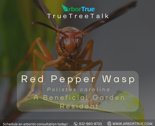 Red Paper Wasp (Polistes carolina): A Beneficial Garden Resident