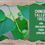 Chinese Tallow Tree An Invasive Tree Species