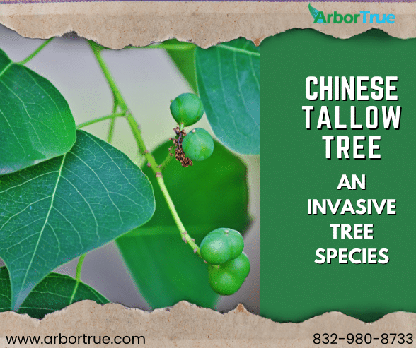 Chinese Tallow Tree An Invasive Tree Species