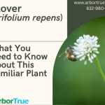 Clover (Trifolium repens) What You Need to Know About This Familiar Plant