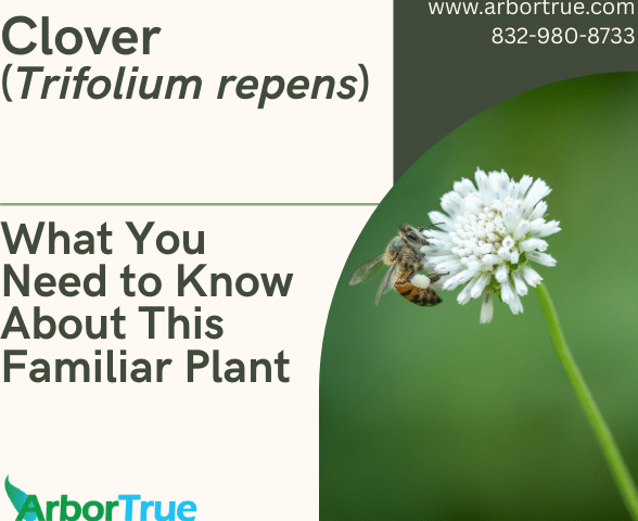 Clover (Trifolium repens) What You Need to Know About This Familiar Plant