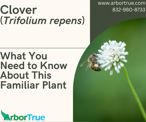 Clover (Trifolium repens) What You Need to Know About This Familiar Plant