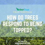 How do Trees Respond to Being Topped
