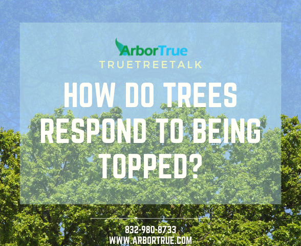 How do Trees Respond to Being Topped