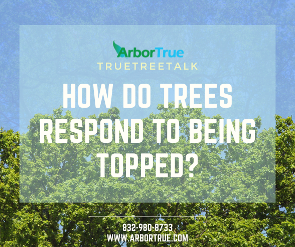 How do Trees Respond to Being Topped
