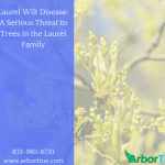 Laurel Wilt Disease A Serious Threat to Trees in the Laurel Family