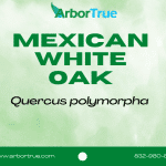 Mexican White Oak (Quercus polymorpha)