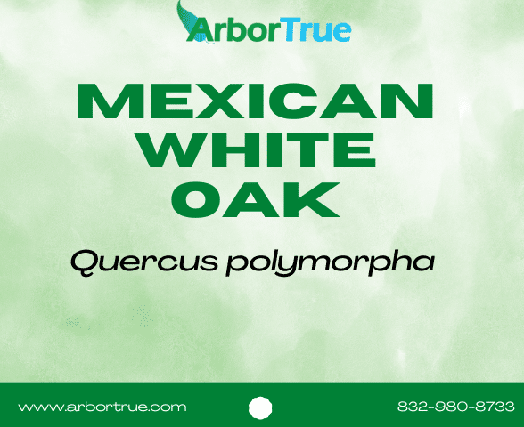 Mexican White Oak (Quercus polymorpha)