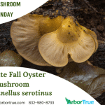 Mushroom Monday Late Fall Oyster Mushroom (Panellus serotinus)