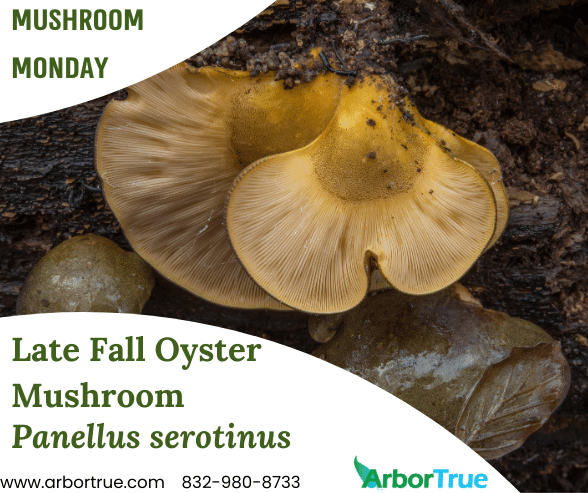 Mushroom Monday Late Fall Oyster Mushroom (Panellus serotinus)