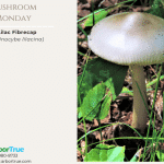 Mushroom Monday Lilac Fibrecap (Inocybe lilacina)