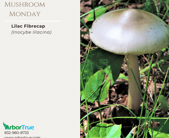 Mushroom Monday Lilac Fibrecap (Inocybe lilacina)