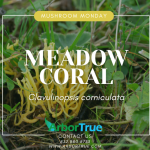 Mushroom Monday Meadow Coral (Clavulinopsis corniculata)