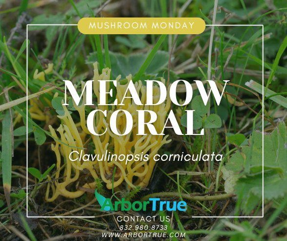 Mushroom Monday Meadow Coral (Clavulinopsis corniculata)