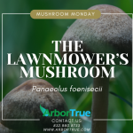 Mushroom Monday The Lawnmower's Mushroom (Panaeolus Foenisecii)
