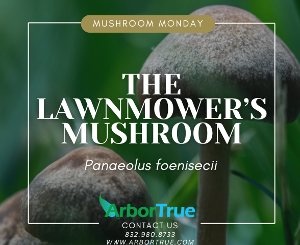 Mushroom Monday The Lawnmower's Mushroom (Panaeolus Foenisecii)