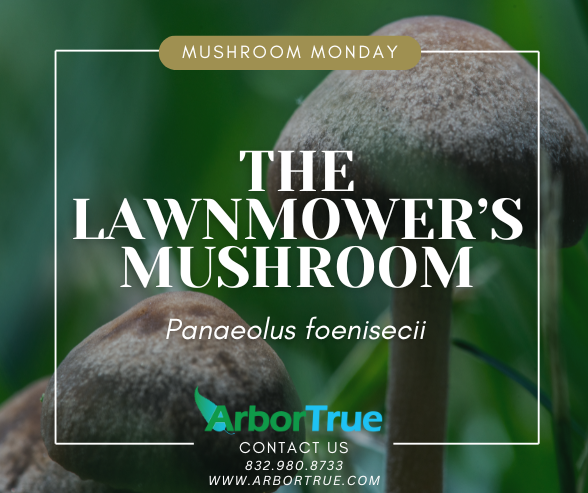 Mushroom Monday The Lawnmower's Mushroom (Panaeolus Foenisecii)