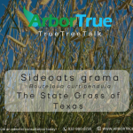 Sideoats grama Bouteloua curtipendula The State Grass of Texas
