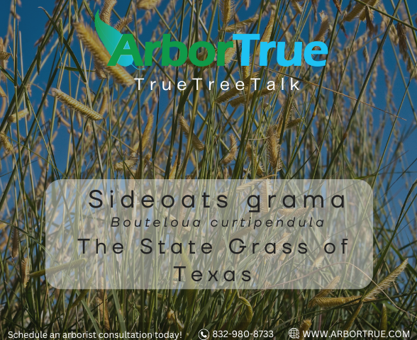 Sideoats grama Bouteloua curtipendula The State Grass of Texas