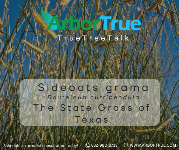 Sideoats grama Bouteloua curtipendula The State Grass of Texas