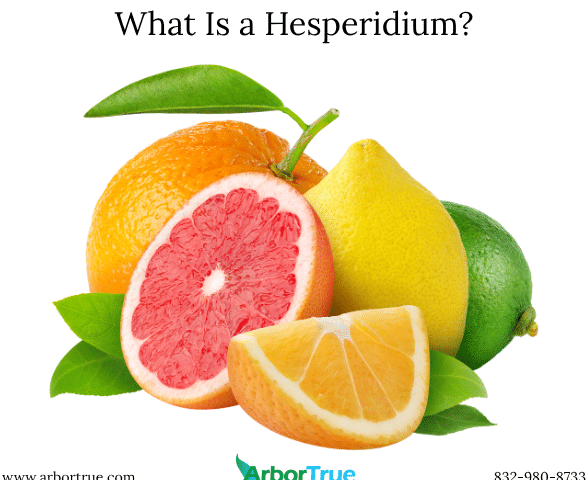 What Is a Hesperidium