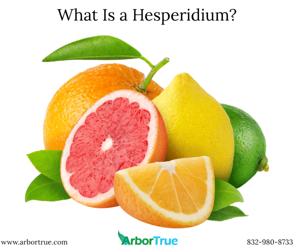 What Is a Hesperidium