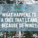 What happens to a tree that leans because of wind
