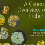 A General Overview of Lichens