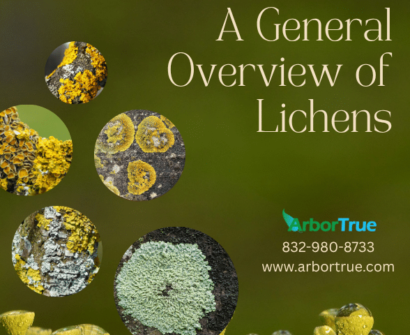 A General Overview of Lichens