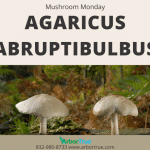 Mushroom Monday Agaricus abruptibulbus