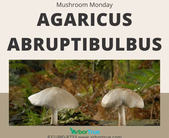Mushroom Monday Agaricus abruptibulbus