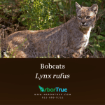 Bobcats Lynx rufus
