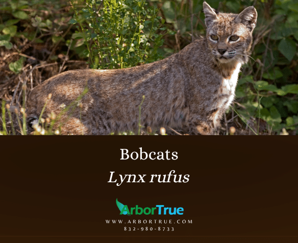 Bobcats Lynx rufus