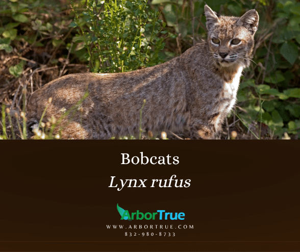 Bobcats Lynx rufus