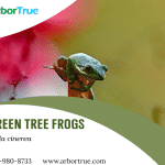 Green Tree Frogs (Hyla cinerea)