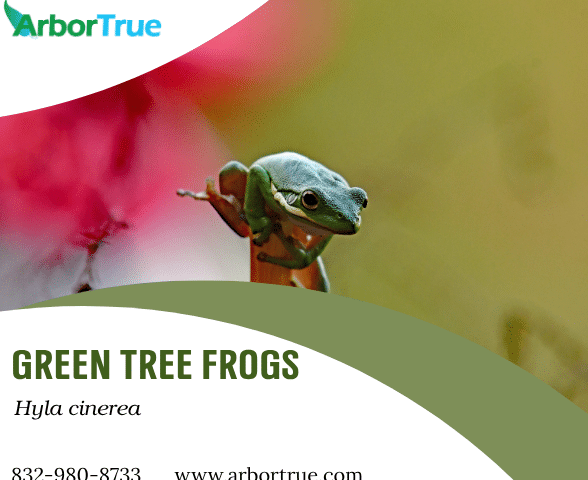 Green Tree Frogs (Hyla cinerea)
