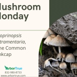 Mushroom Monday Coprinopsis atramentaria, the Common Inkcap