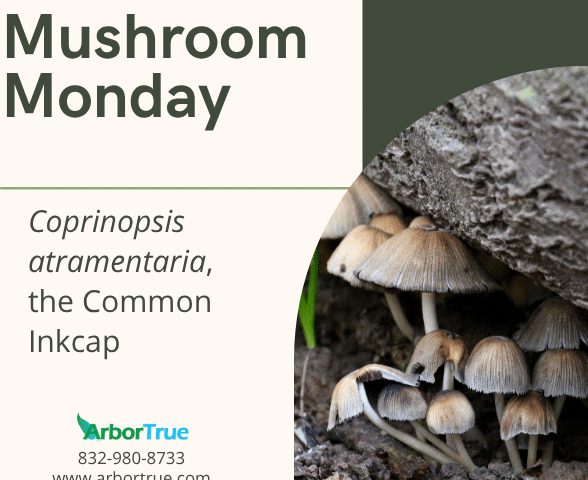 Mushroom Monday Coprinopsis atramentaria, the Common Inkcap