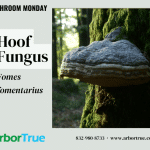 Mushroom Monday Hoof Fungus Fomes fomentarius