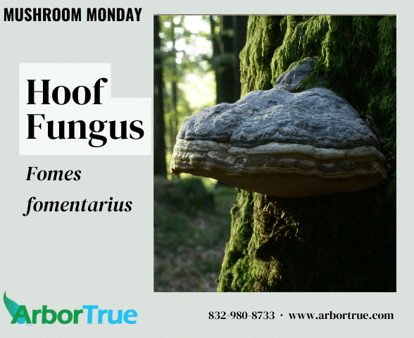 Mushroom Monday Hoof Fungus Fomes fomentarius