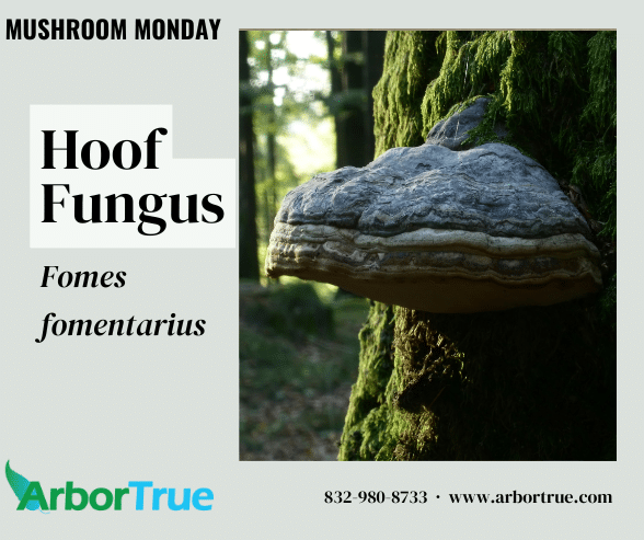 Mushroom Monday Hoof Fungus Fomes fomentarius