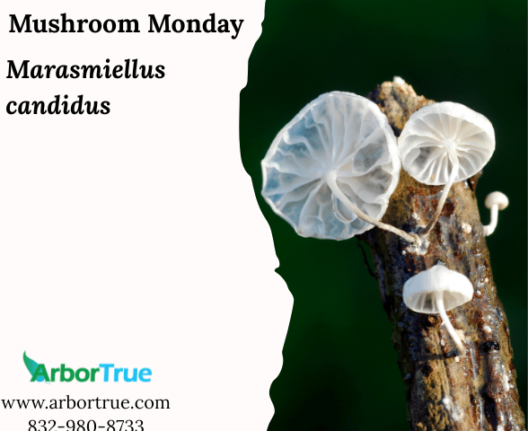 Mushroom Monday Marasmiellus candidus