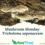 Mushroom Monday Tricholoma saponaceum