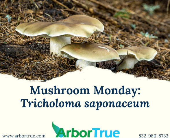 Mushroom Monday Tricholoma saponaceum