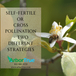 Self-Fertile or Cross Pollination - Two Different Strategies