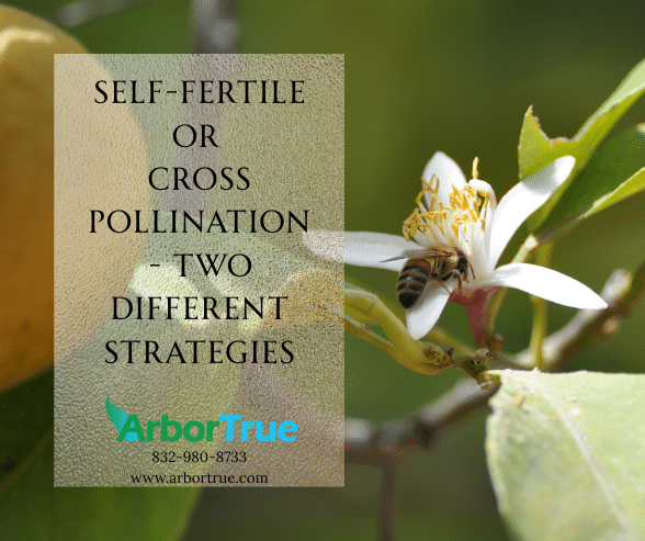Self-Fertile or Cross Pollination - Two Different Strategies